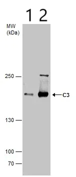 Western blot - Anti-C3 antibody (AB97462)