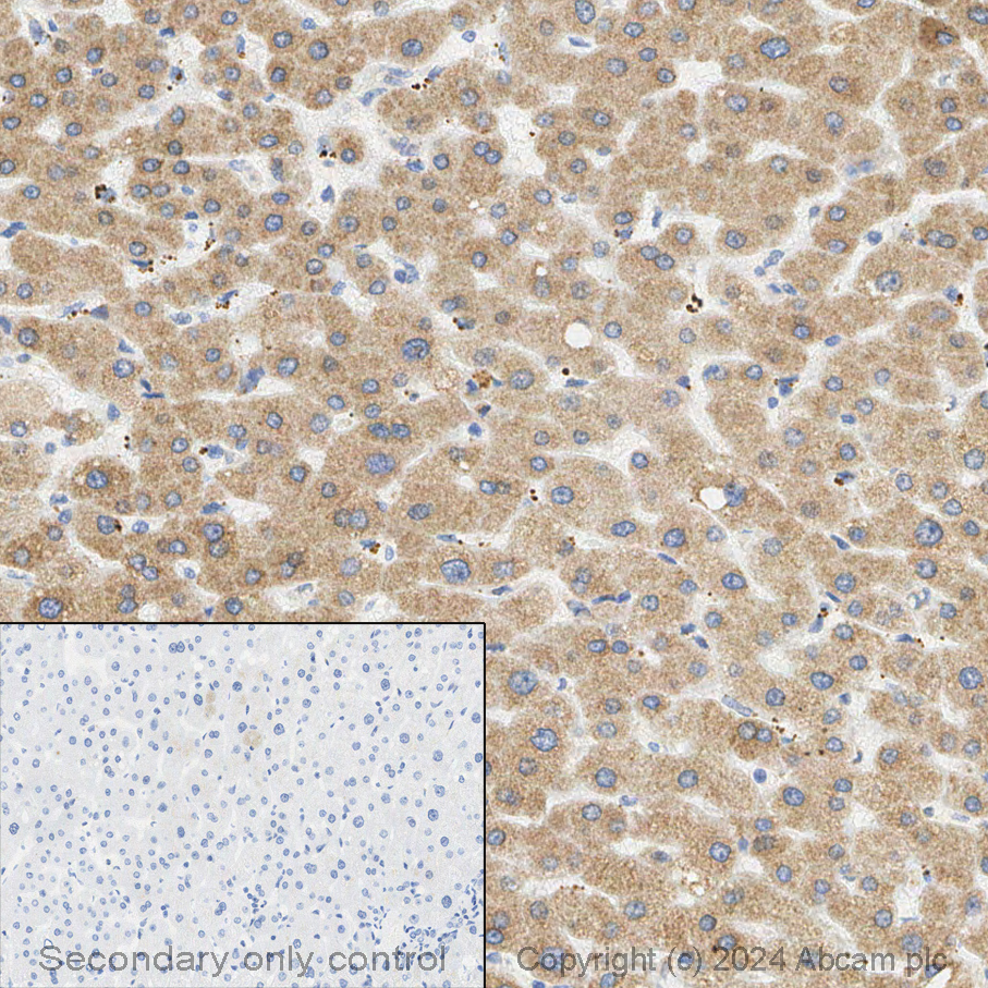 Immunohistochemistry (Formalin/PFA-fixed paraffin-embedded sections) - Anti-C3 antibody [EPR19394] - BSA and Azide free (AB271967)