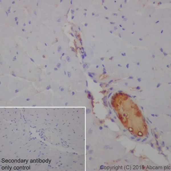 Immunohistochemistry (Formalin/PFA-fixed paraffin-embedded sections) - Anti-C3 antibody [EPR19394] - Low endotoxin, Azide free (AB225539)