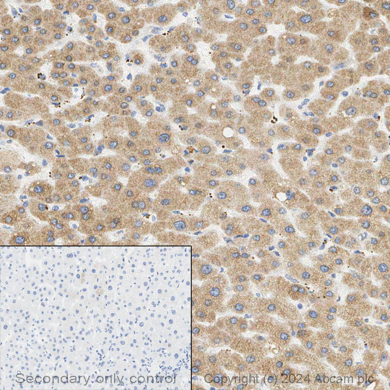 Immunohistochemistry (Formalin/PFA-fixed paraffin-embedded sections) - Anti-C3 antibody [EPR19394] - Low endotoxin, Azide free (AB225539)