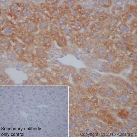 Immunohistochemistry (Formalin/PFA-fixed paraffin-embedded sections) - Anti-C3 antibody [EPR19394] - Low endotoxin, Azide free (AB225539)