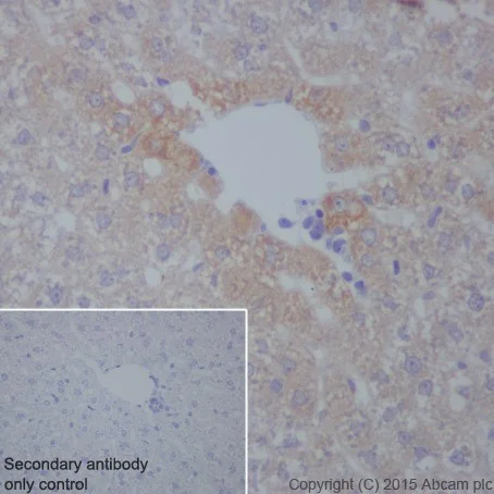 Immunohistochemistry (Formalin/PFA-fixed paraffin-embedded sections) - Anti-C3 antibody [EPR19394] - Low endotoxin, Azide free (AB225539)