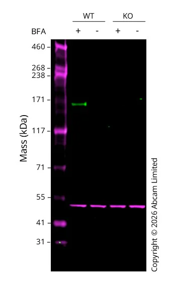 Western blot - Anti-C3 antibody [EPR19394] - Low endotoxin, Azide free (AB225539)