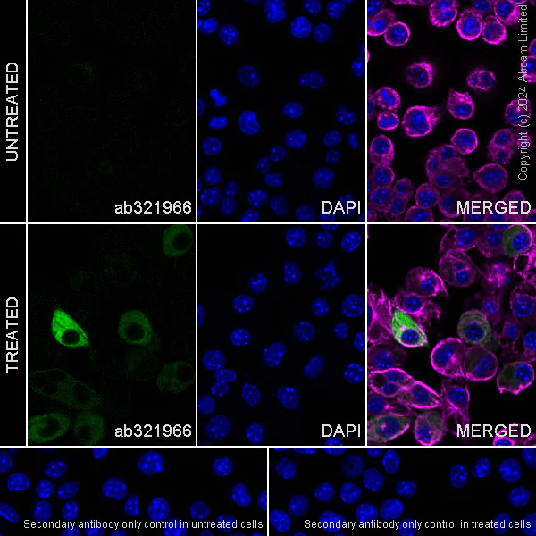 Immunocytochemistry/ Immunofluorescence - Anti-C3 antibody [EPR26515-77] - BSA and Azide free (AB321967)