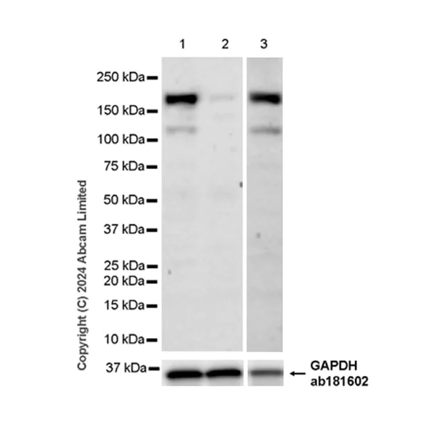 Western blot - Anti-C3 antibody [EPR26515-77] - BSA and Azide free (AB321967)