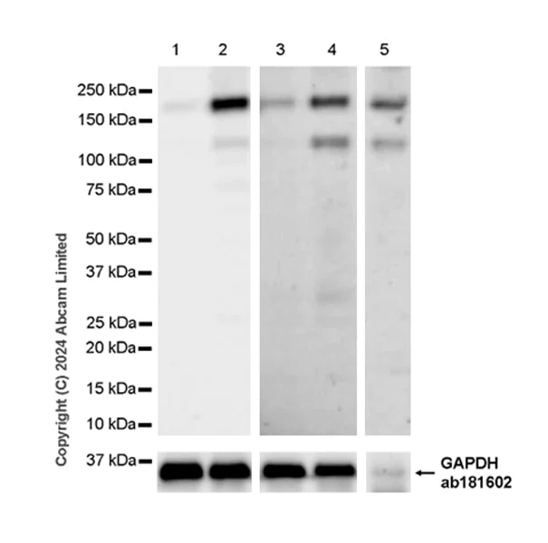 Western blot - Anti-C3 antibody [EPR26515-77] - BSA and Azide free (AB321967)
