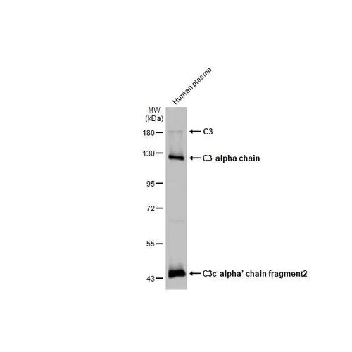 Western blot - Anti-C3 antibody [HL1643] (AB317099)