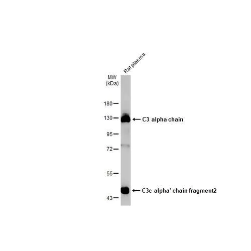 Western blot - Anti-C3 antibody [HL1643] (AB317099)