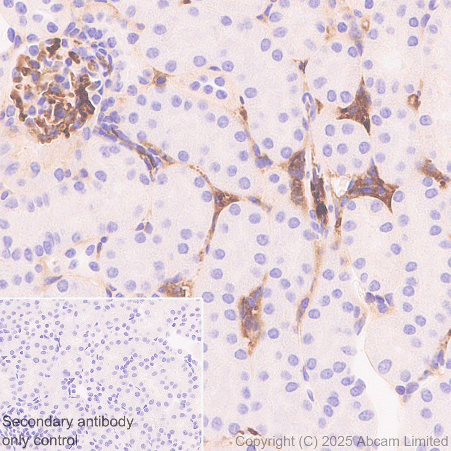 Immunohistochemistry (Formalin/PFA-fixed paraffin-embedded sections) - Anti-C3 antibody [RM1270] (AB324288), expandable thumbnail