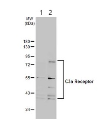 Western blot - Anti-C3a R antibody (AB126250)