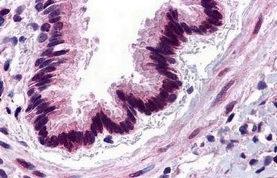 Immunohistochemistry (Formalin/PFA-fixed paraffin-embedded sections) - Anti-C3a R antibody (AB140788)