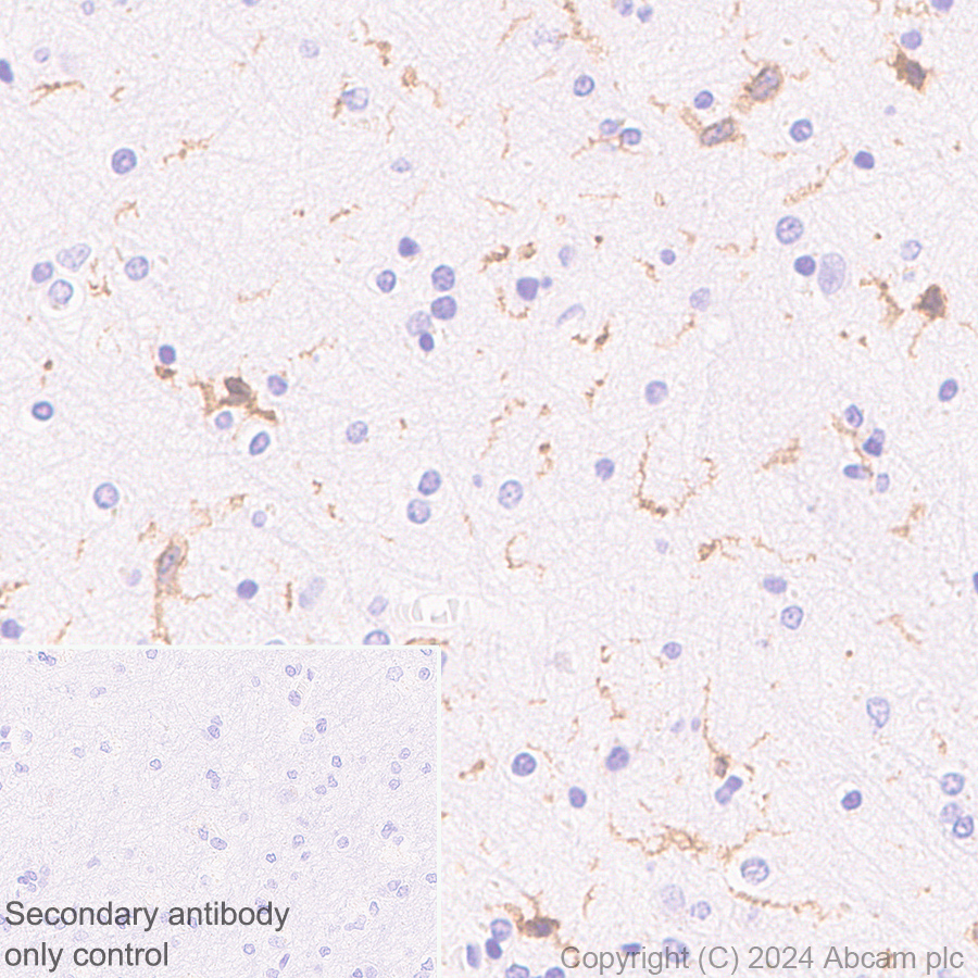 Immunohistochemistry (Formalin/PFA-fixed paraffin-embedded sections) - Anti-C3a R antibody [EPR28765-1] (ab317321), expandable thumbnail