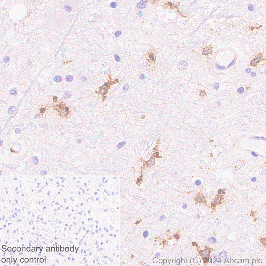 Immunohistochemistry (Formalin/PFA-fixed paraffin-embedded sections) - Anti-C3a R antibody [EPR28765-1] (AB317321), expandable thumbnail