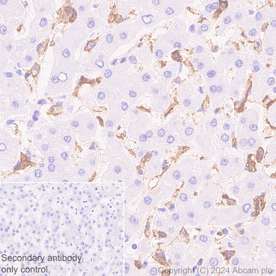 Immunohistochemistry (Formalin/PFA-fixed paraffin-embedded sections) - Anti-C3a R antibody [EPR28765-1] (AB317321), expandable thumbnail