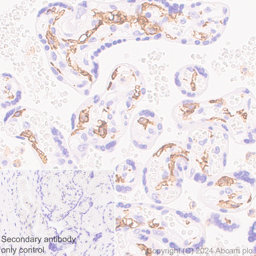Immunohistochemistry (Formalin/PFA-fixed paraffin-embedded sections) - Anti-C3a R antibody [EPR28765-1] (AB317321), expandable thumbnail