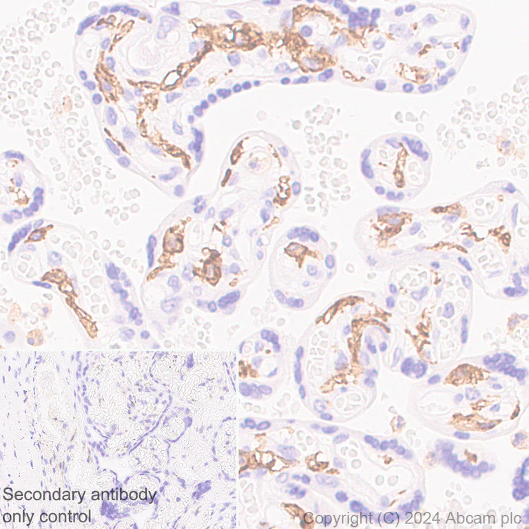 Immunohistochemistry (Formalin/PFA-fixed paraffin-embedded sections) - Anti-C3a R antibody [EPR28765-1] (AB317321)