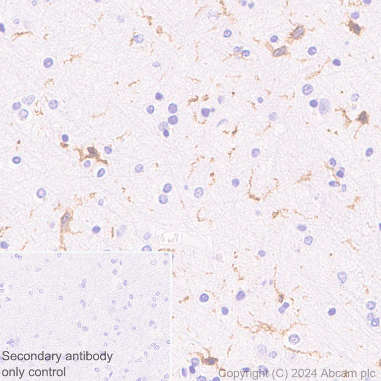 Immunohistochemistry (Formalin/PFA-fixed paraffin-embedded sections) - Anti-C3a R antibody [EPR28765-1] - BSA and Azide free (AB317322)