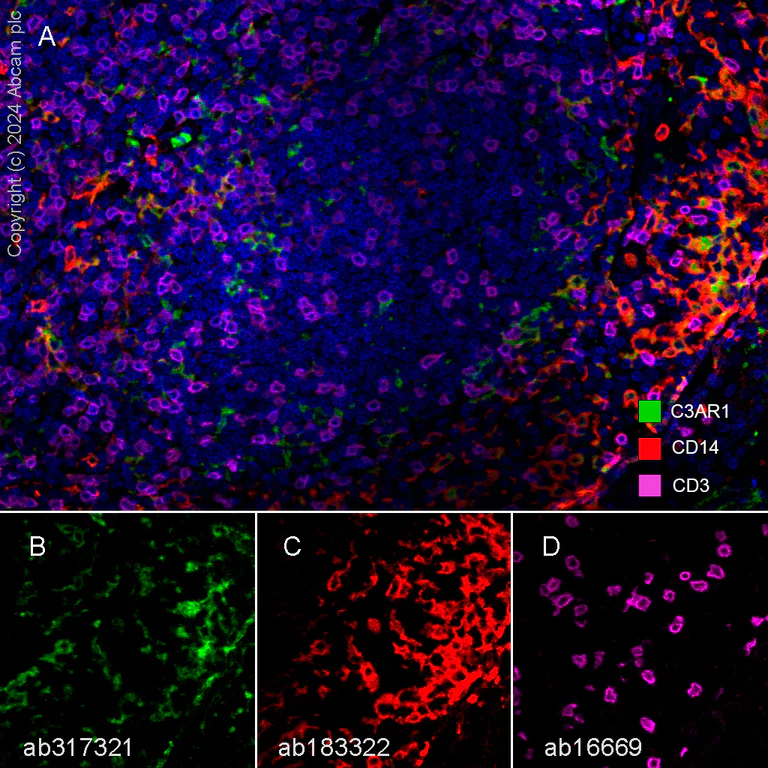 Multiplex immunohistochemistry - Anti-C3a R antibody [EPR28765-1] - BSA and Azide free (AB317322)