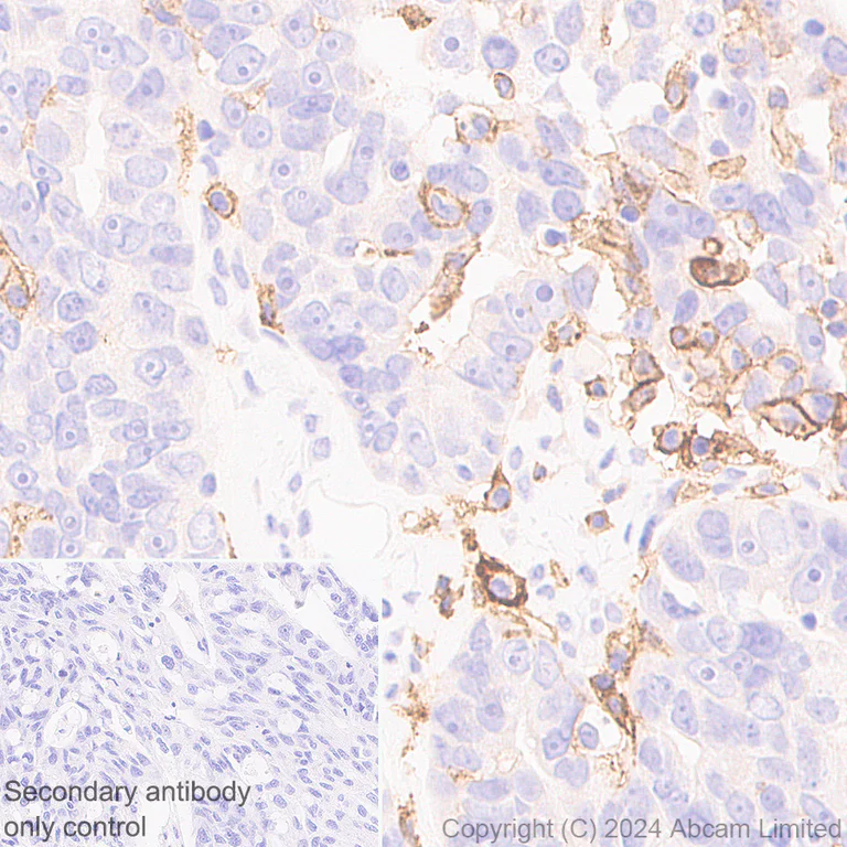 Immunohistochemistry (Formalin/PFA-fixed paraffin-embedded sections) - Anti-C3a R antibody [hC3aRZ8] (AB317632)