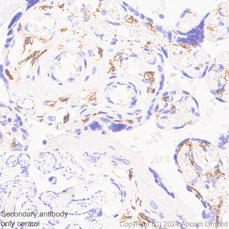 Immunohistochemistry (Formalin/PFA-fixed paraffin-embedded sections) - Anti-C3a R antibody [hC3aRZ8] - BSA and Azide free (AB317633)
