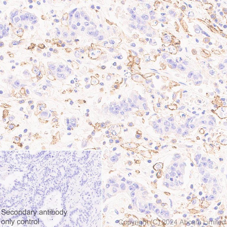 Immunohistochemistry (Formalin/PFA-fixed paraffin-embedded sections) - Anti-C3a R antibody [hC3aRZ8] - BSA and Azide free (AB317633)