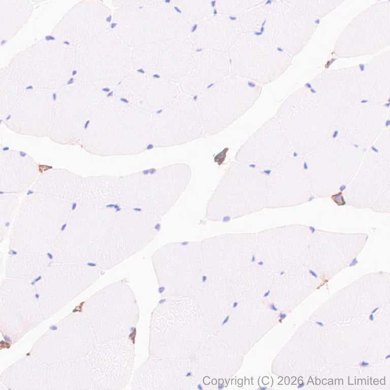 Immunohistochemistry (Formalin/PFA-fixed paraffin-embedded sections) - Anti-C3AR1 antibody [EPR31126-546] (AB327652)