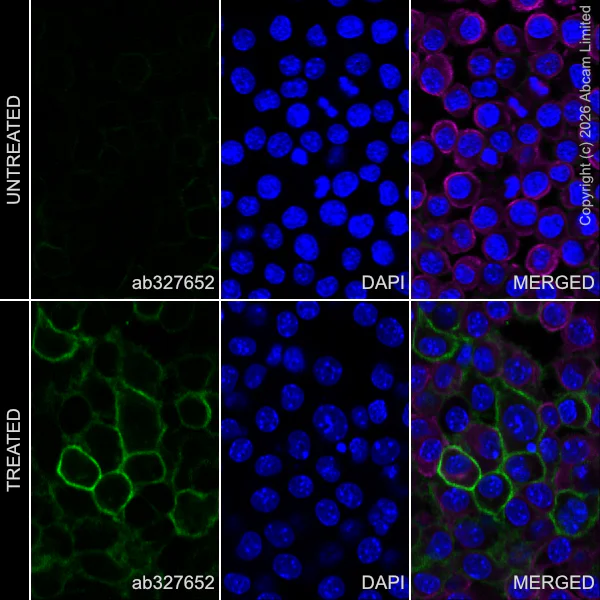 Immunocytochemistry/ Immunofluorescence - Anti-C3AR1 antibody [EPR31126-546] - BSA and Azide free (AB327653)