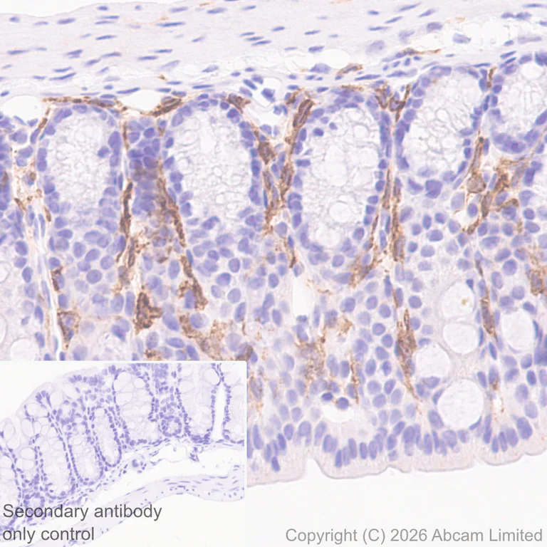 Immunohistochemistry (Formalin/PFA-fixed paraffin-embedded sections) - Anti-C3AR1 antibody [EPR31126-546] - BSA and Azide free (AB327653)