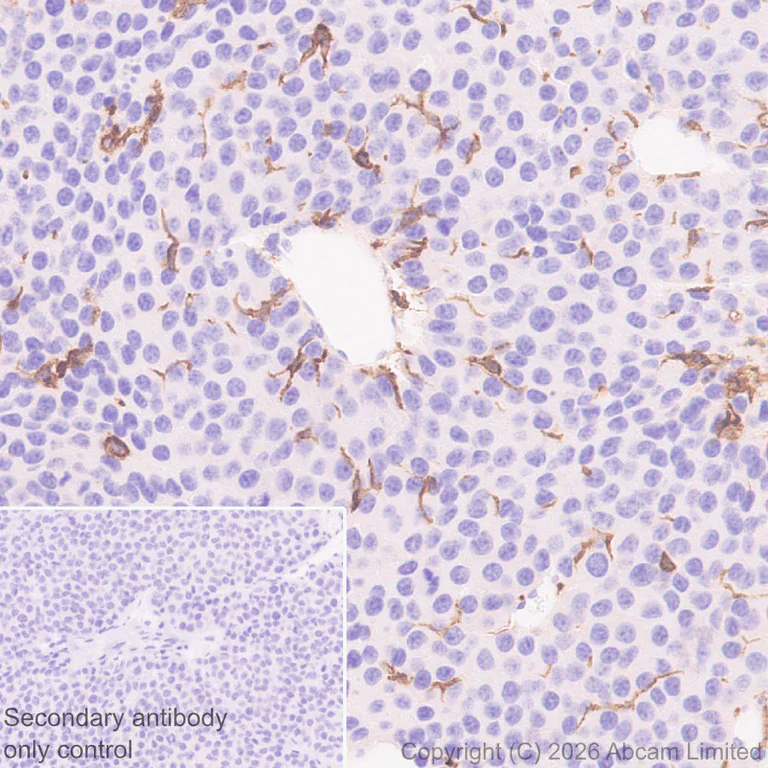 Immunohistochemistry (Formalin/PFA-fixed paraffin-embedded sections) - Anti-C3AR1 antibody [EPR31126-546] - BSA and Azide free (AB327653)