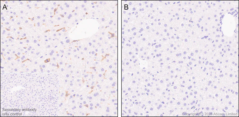 Immunohistochemistry (Formalin/PFA-fixed paraffin-embedded sections) - Anti-C3AR1 antibody [EPR31126-546] - BSA and Azide free (AB327653)