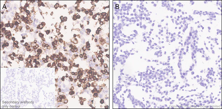 Immunohistochemistry (Formalin/PFA-fixed paraffin-embedded sections) - Anti-C3AR1 antibody [EPR31126-546] - BSA and Azide free (AB327653)