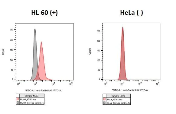 Flow Cytometry - Anti-C3AR1 antibody [HL2831] - BSA and Azide free (AB325839)