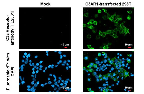 Immunocytochemistry/ Immunofluorescence - Anti-C3AR1 antibody [HL2831] - BSA and Azide free (AB325839)