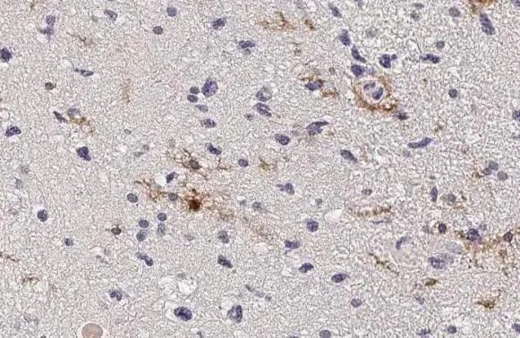 Immunohistochemistry (Formalin/PFA-fixed paraffin-embedded sections) - Anti-C3AR1 antibody [HL2831] - BSA and Azide free (AB325839)