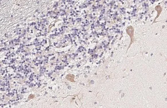 Immunohistochemistry (Formalin/PFA-fixed paraffin-embedded sections) - Anti-C3AR1 antibody [HL2831] - BSA and Azide free (AB325839)