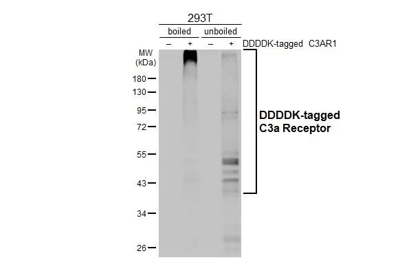 Western blot - Anti-C3AR1 antibody [HL2831] - BSA and Azide free (AB325839)