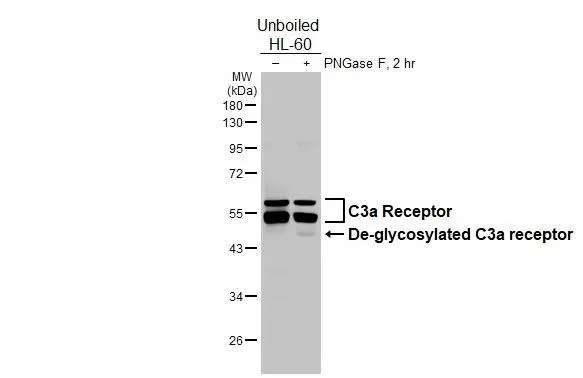 Western blot - Anti-C3AR1 antibody [HL2831] - BSA and Azide free (AB325839)