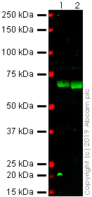 Western blot - Anti-C3b / iC3b antibody [1H8] (AB231080)