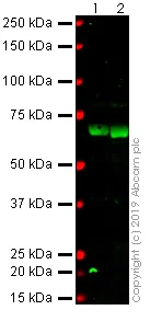 Western blot - Anti-C3b / iC3b antibody [1H8] - BSA and Azide free (AB234631)