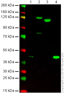 Western blot - Anti-C3b / iC3b antibody [7C12] (AB231078)