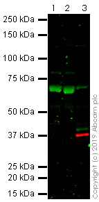 Western blot - Anti-C3b / iC3b antibody [7C12] - BSA and Azide free (AB234629)