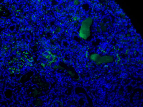 Immunofluorescence - Anti-C3d antibody [7C10] (AB17453)