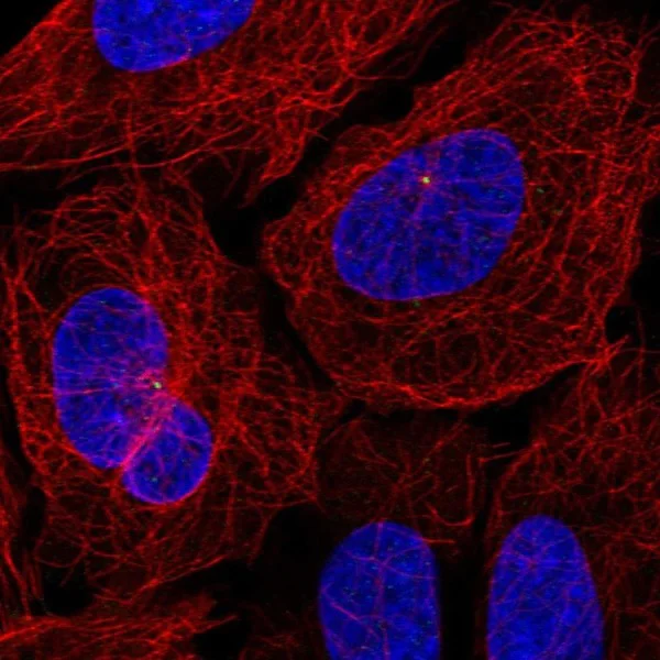 Immunocytochemistry/ Immunofluorescence - Anti-C3Orf34 antibody (AB221816)
