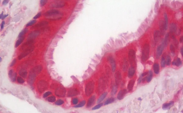Immunohistochemistry (Formalin/PFA-fixed paraffin-embedded sections) - Anti-C3orf43 antibody [1H6] (AB230681)