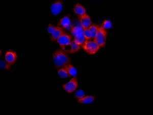 Immunocytochemistry/ Immunofluorescence - Anti-C4 antibody [EPR2990(2)] (AB173577), expandable thumbnail