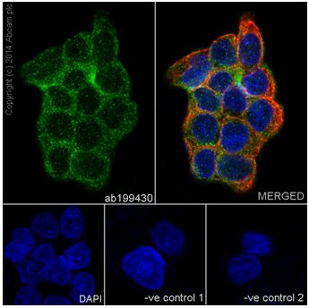 Immunocytochemistry/ Immunofluorescence - Anti-C4 binding protein/C4BPB antibody [EPR17101] - BSA and Azide free (ab251274), expandable thumbnail