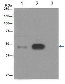 Immunoprecipitation - Anti-C4 binding protein/C4BPB antibody [EPR17101] - BSA and Azide free (ab251274), expandable thumbnail