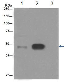 Immunoprecipitation - Anti-C4 binding protein/C4BPB antibody [EPR17101] - BSA and Azide free (AB251274)