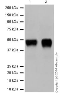Western blot - Anti-C4 binding protein/C4BPB antibody [EPR17101] - BSA and Azide free (AB251274)