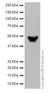 Western blot - Anti-C4 binding protein/C4BPB antibody [EPR17101] - BSA and Azide free (AB251274)